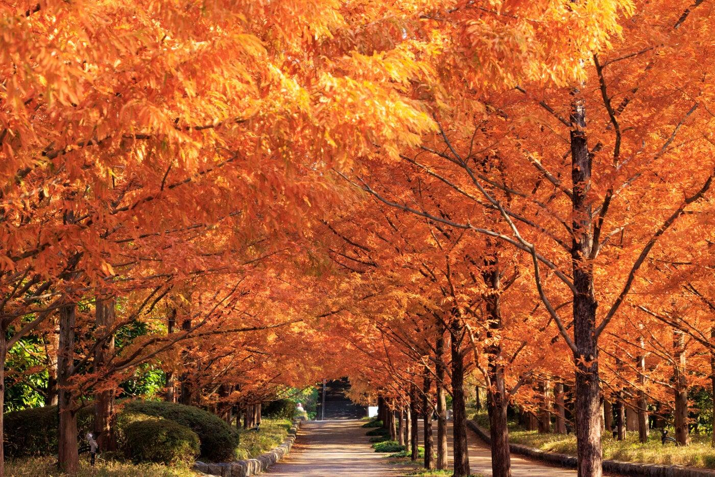 神戸市立森林植物園の写真