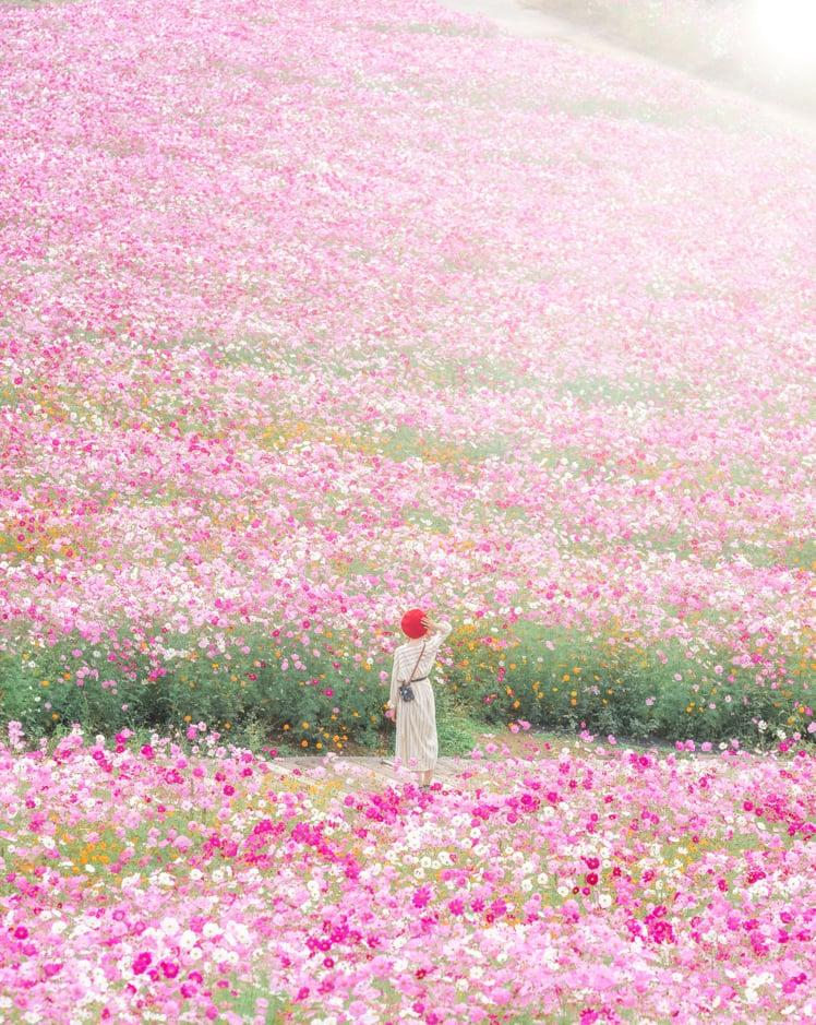花の駅せらの写真