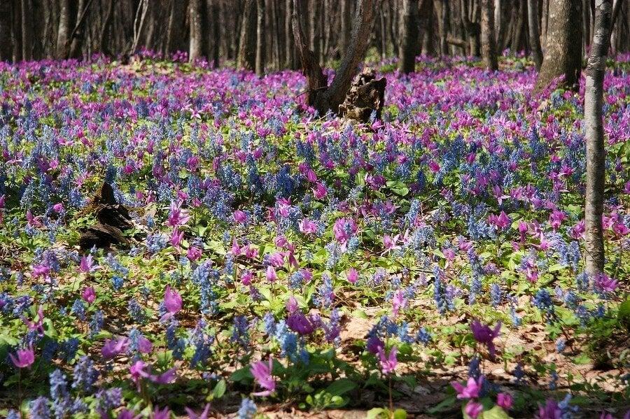 男山自然公園の写真