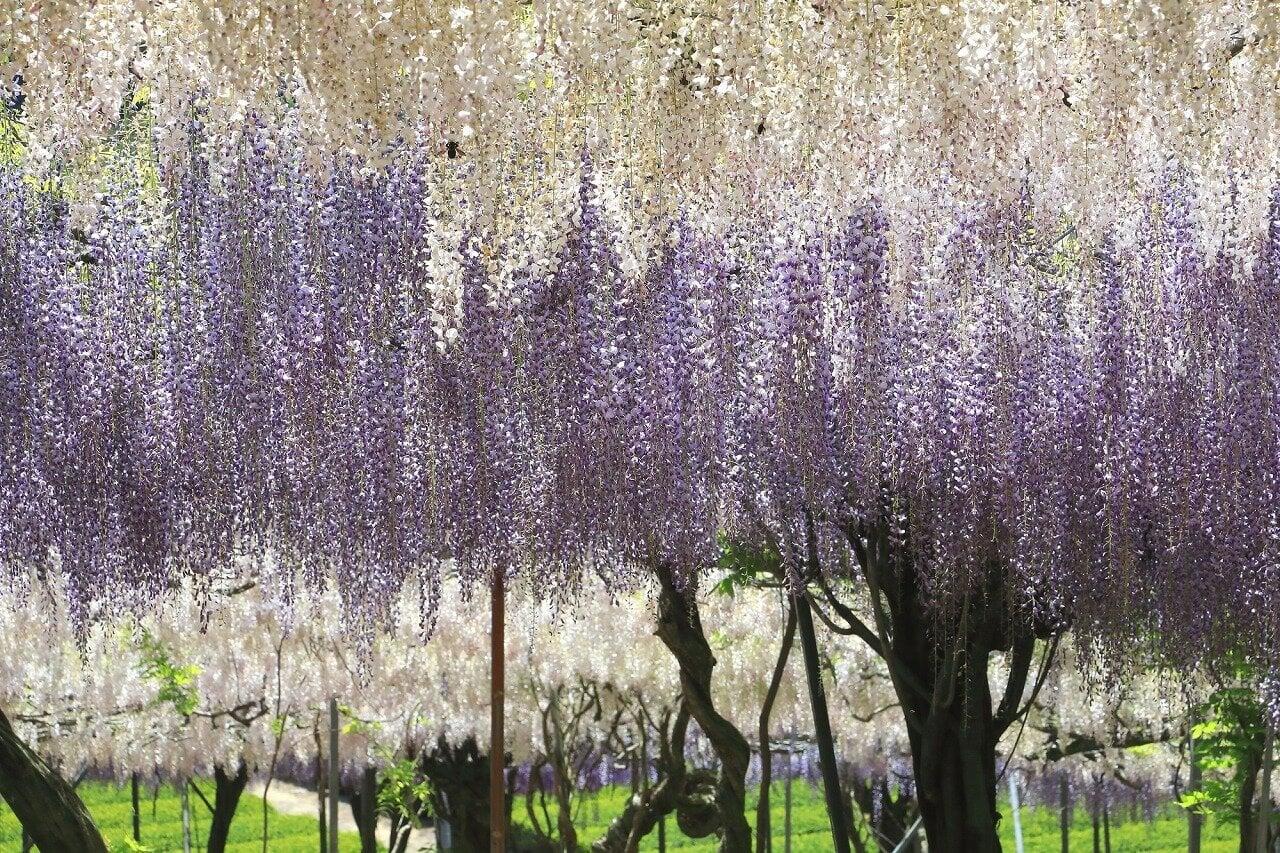 千財農園の写真