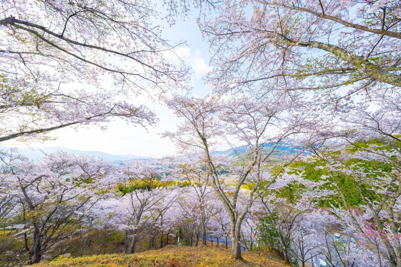 苗木さくら公園の写真