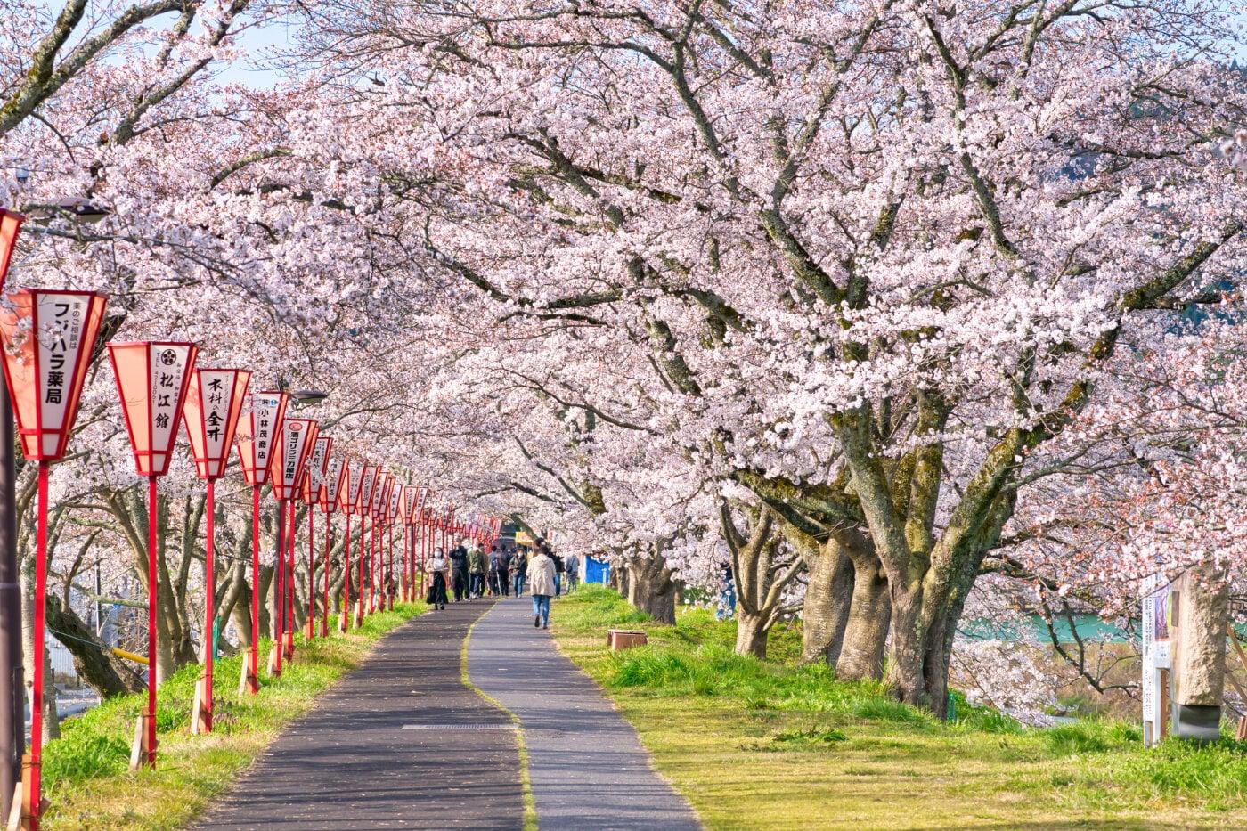 斐伊川堤防桜並木の写真