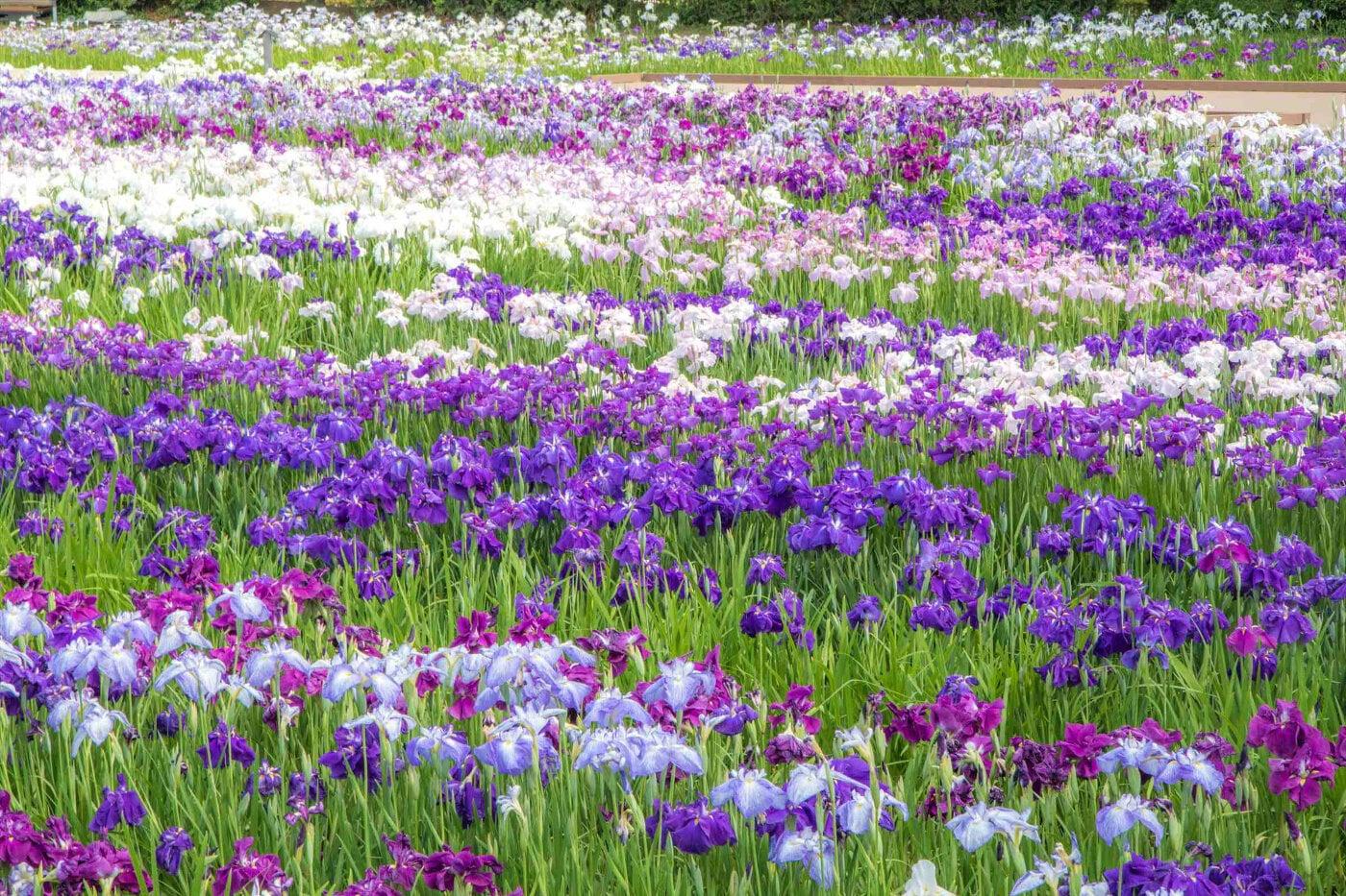 相模原公園の写真