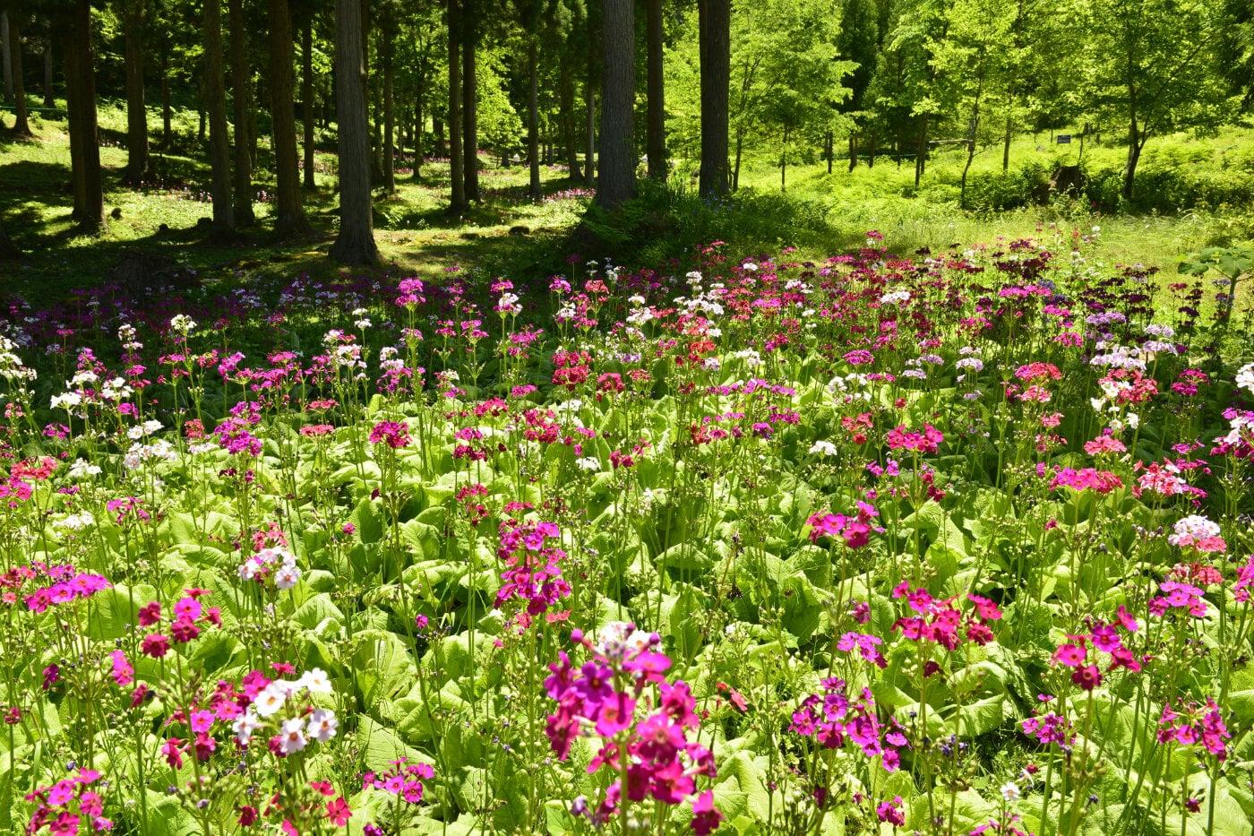 四十八滝山野草園花の森の写真