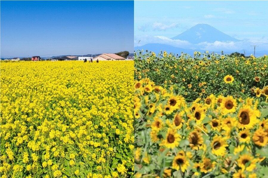 ソレイユの丘の写真