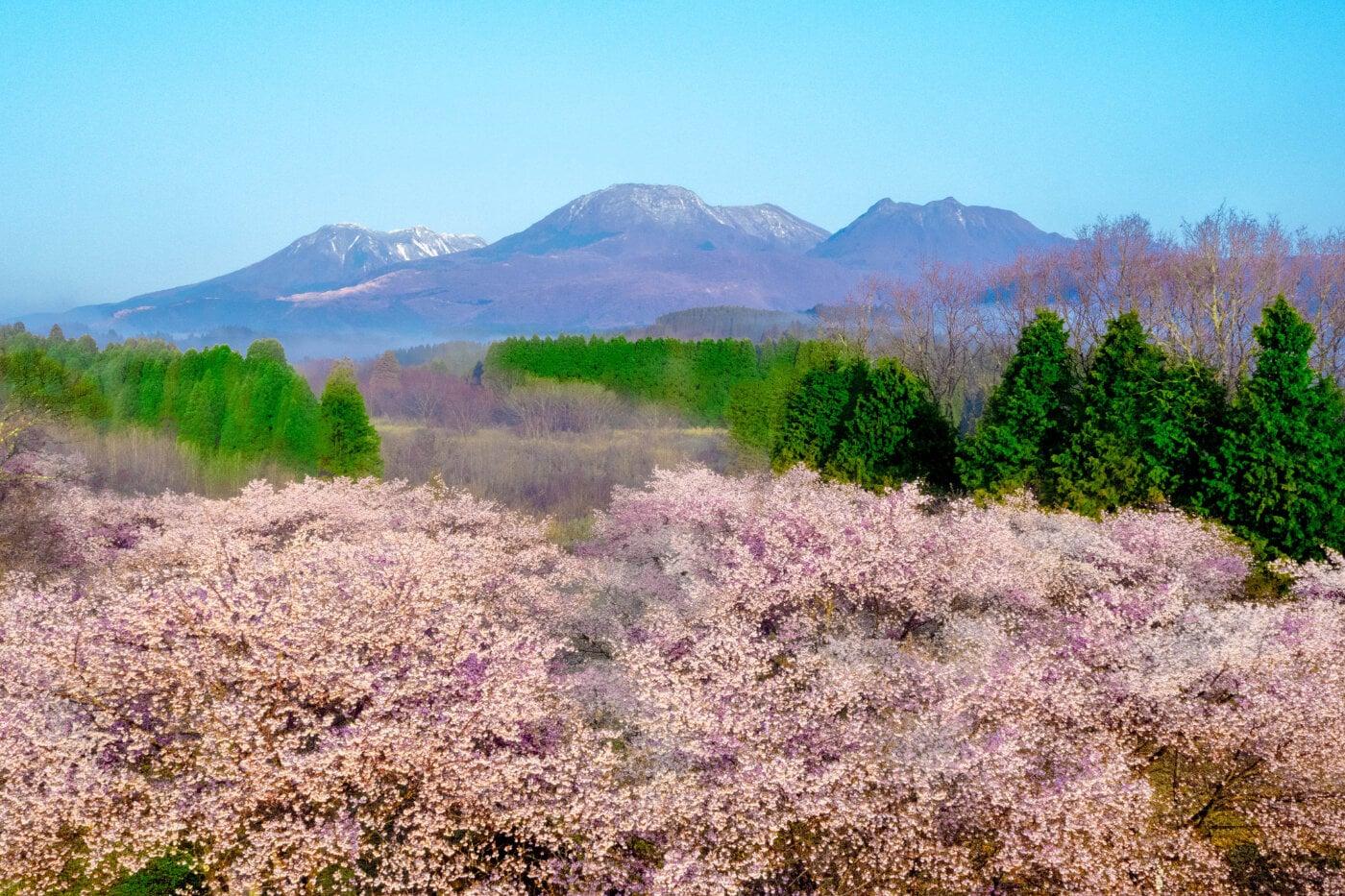 長湯温泉 しだれ桜の里の写真