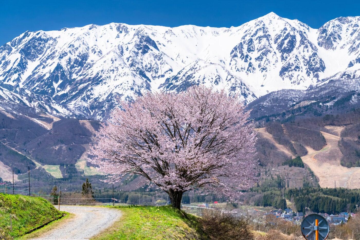 野平の一本桜の写真