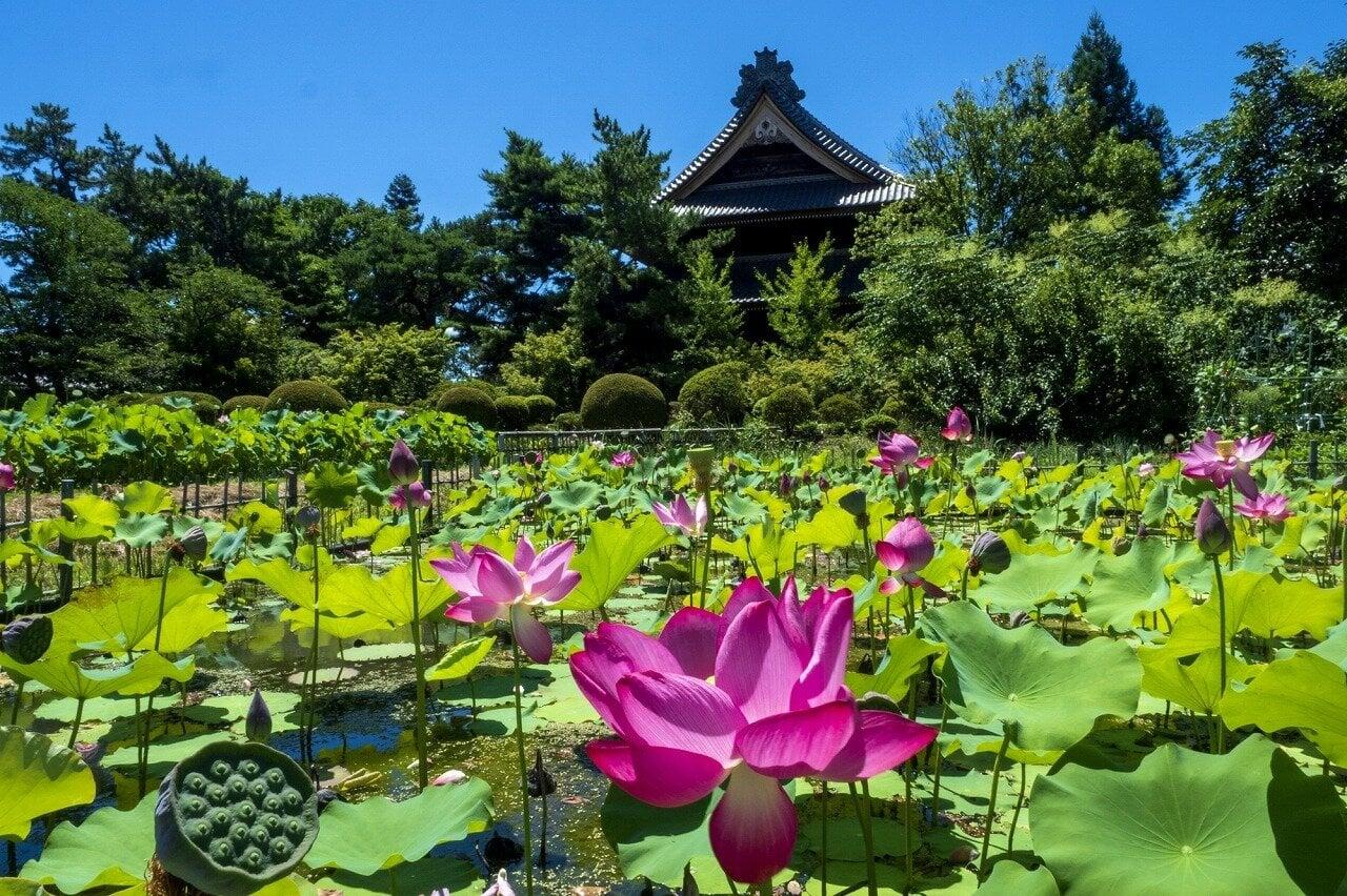 八日堂 信濃国分寺の写真