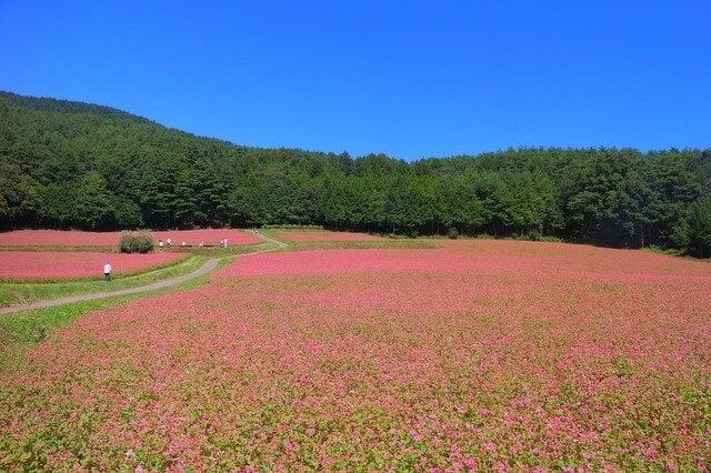 赤そばの里の写真