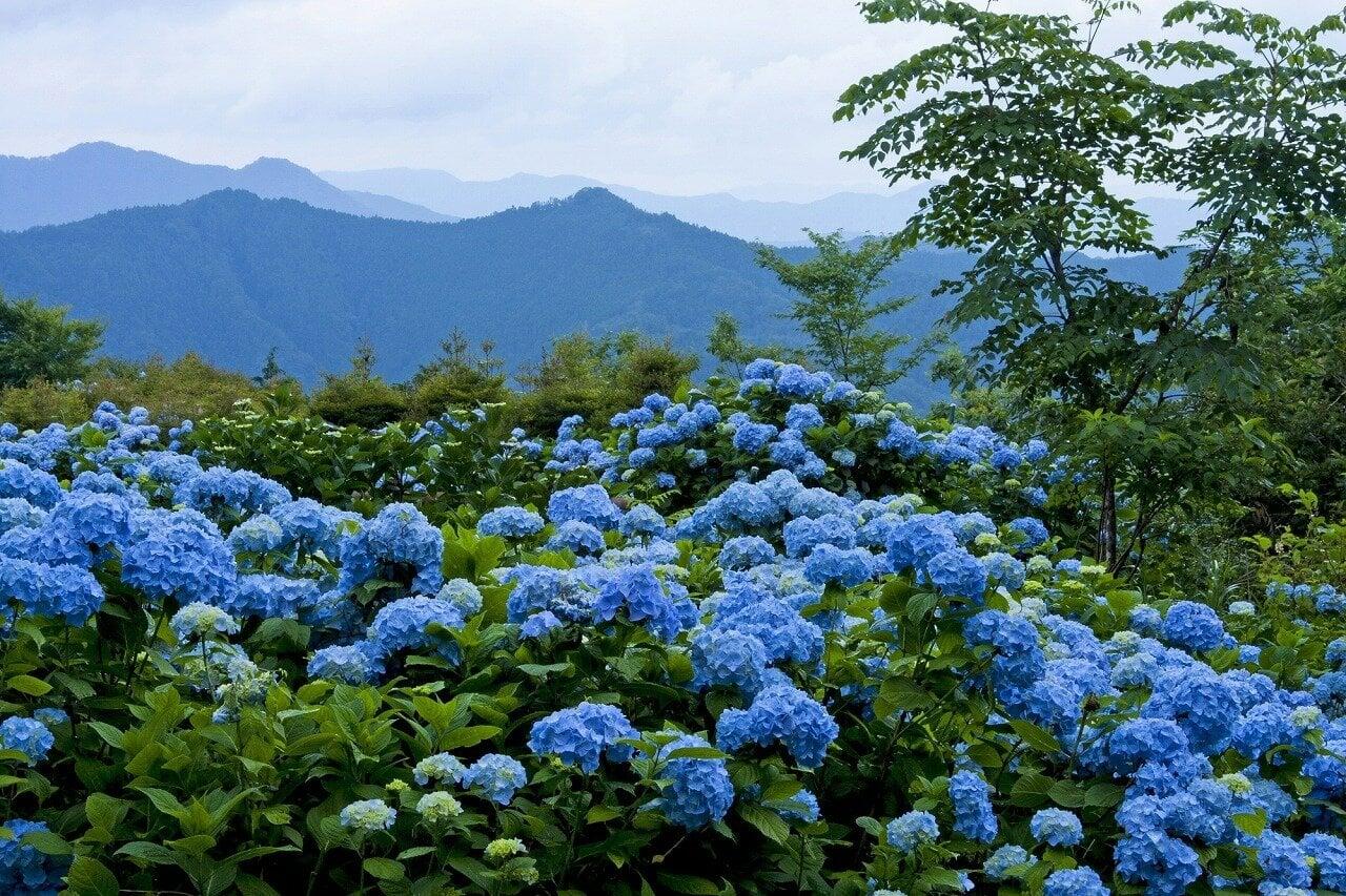 花園あじさい園の写真
