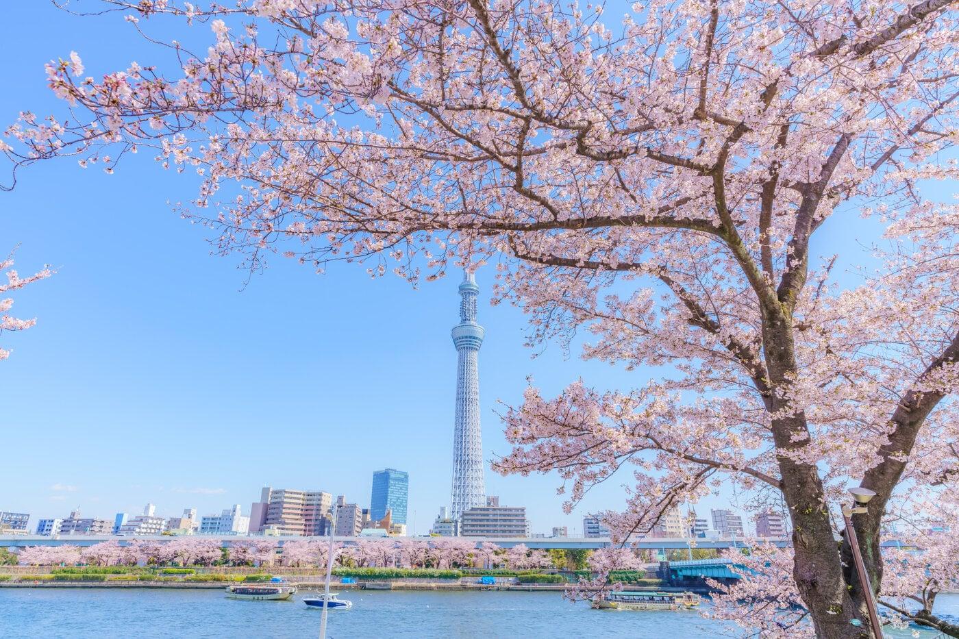 隅田公園の写真