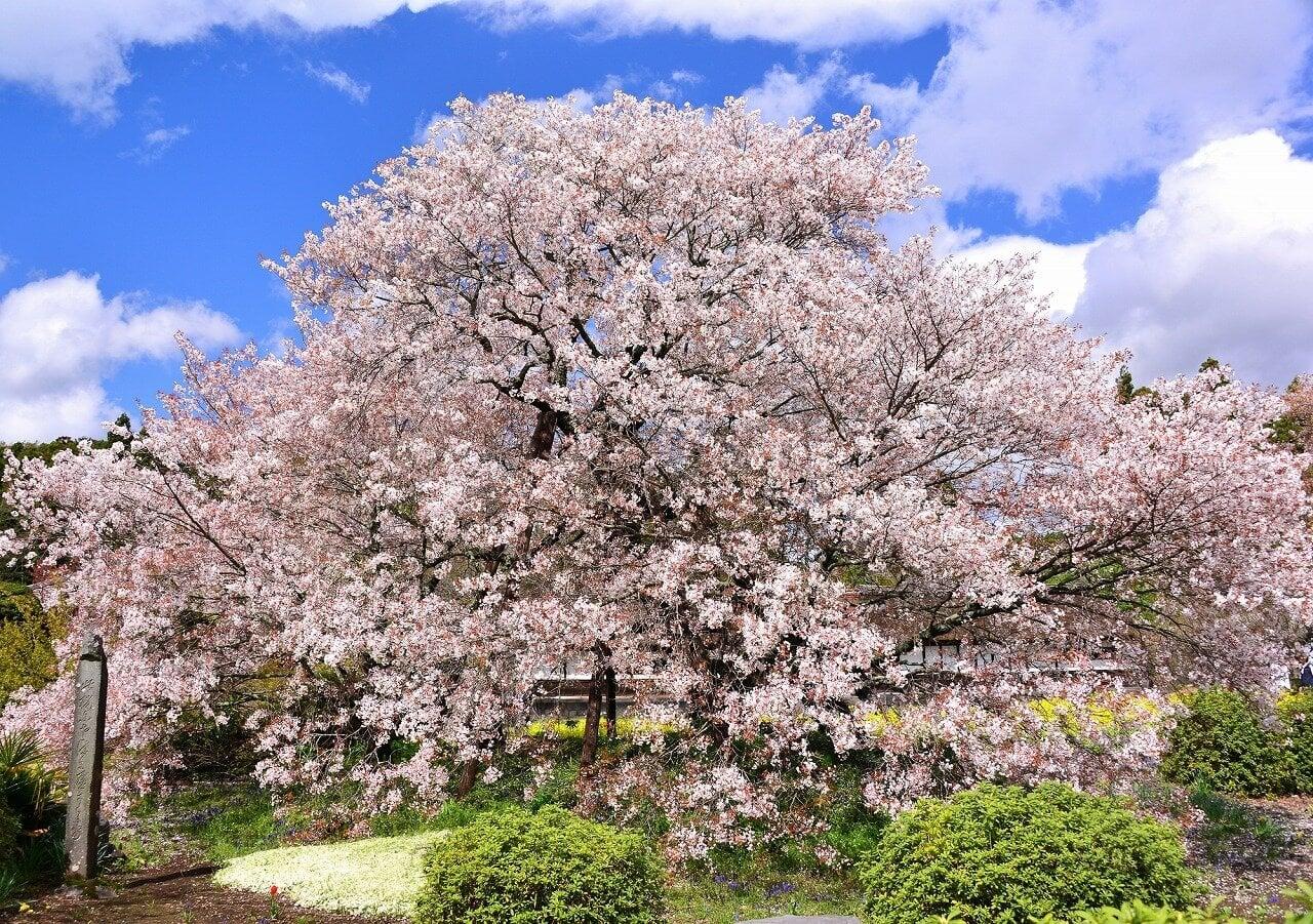 狩宿の下馬桜の写真