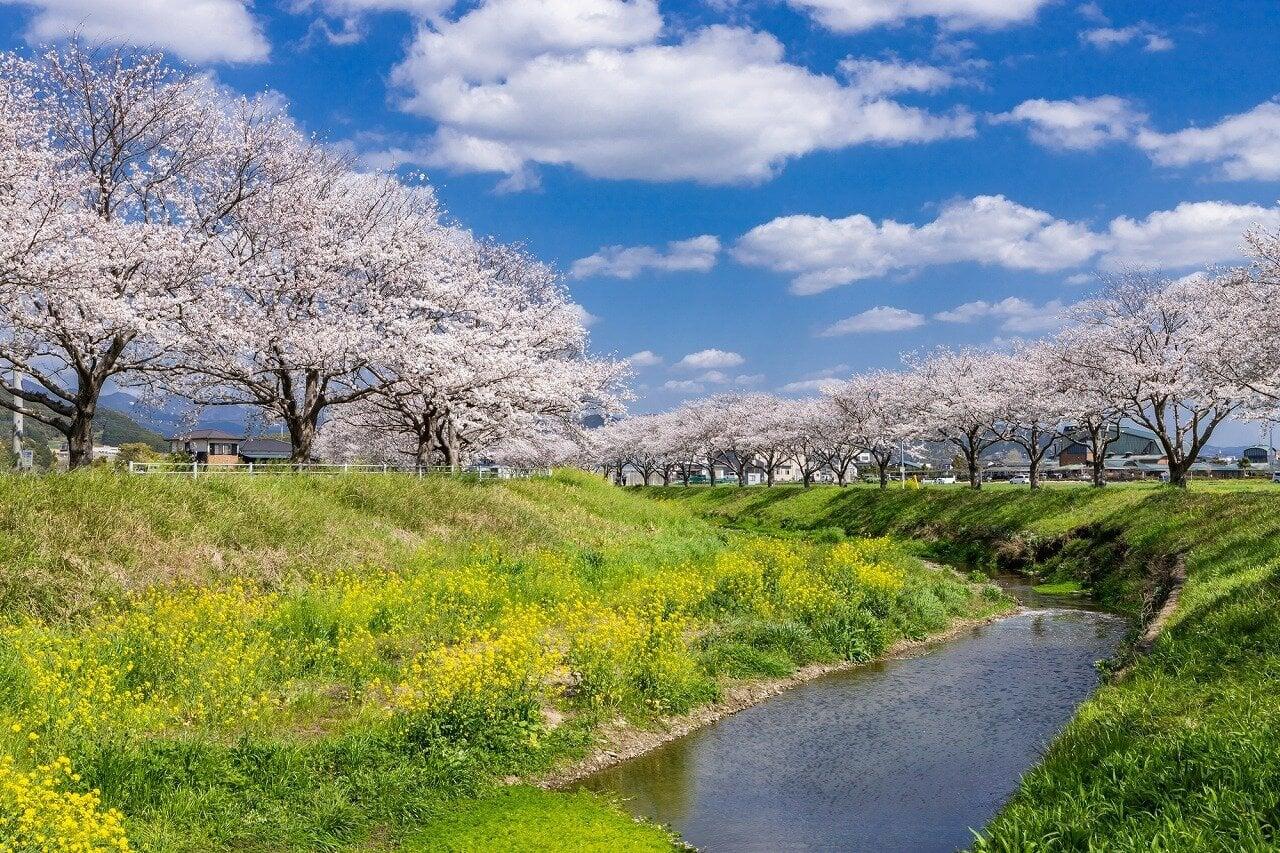 草場川の桜並木の写真