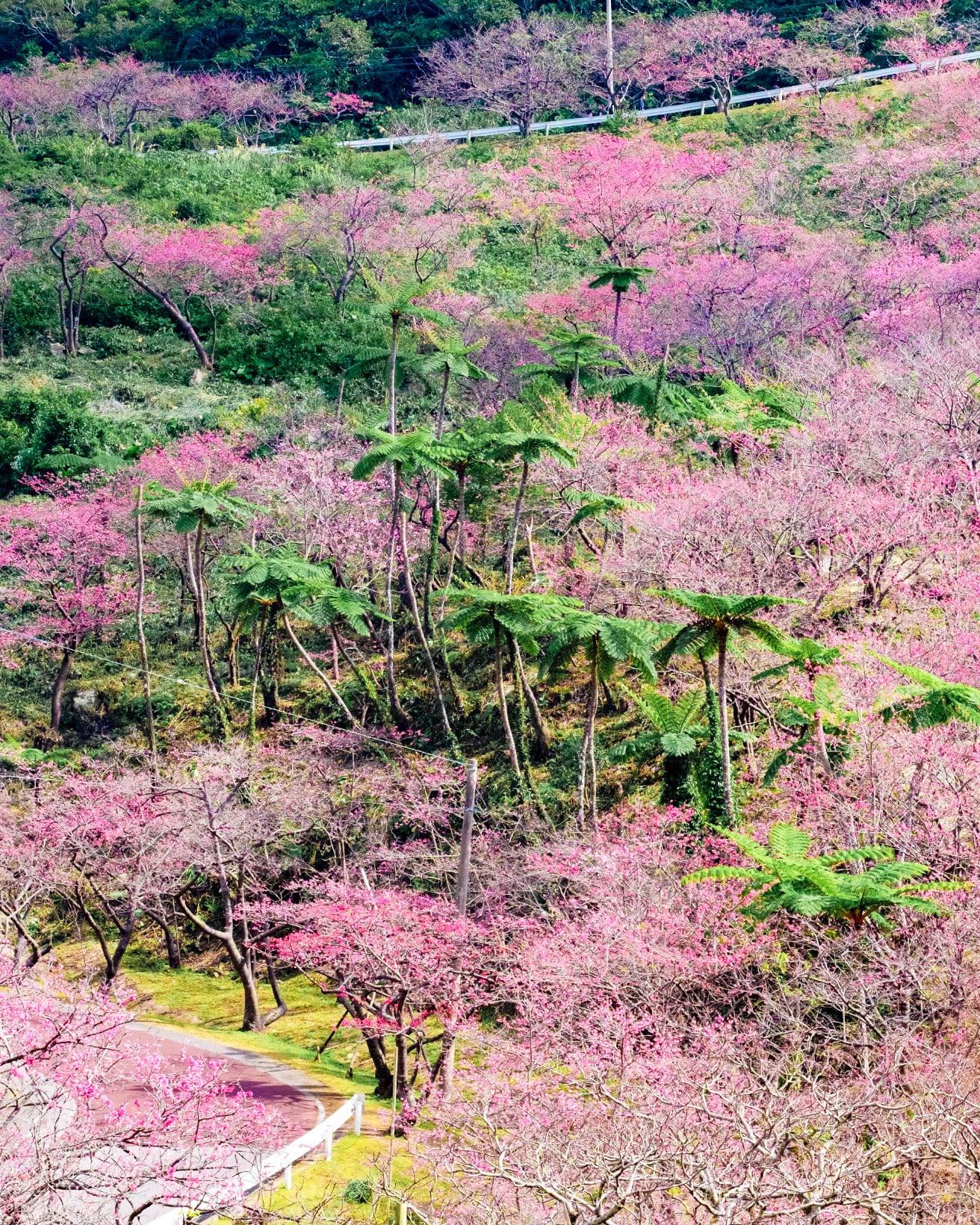 八重岳の桜(もとぶ八重岳桜まつり)の写真