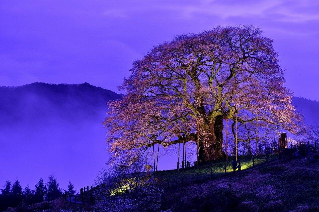 醍醐桜の写真