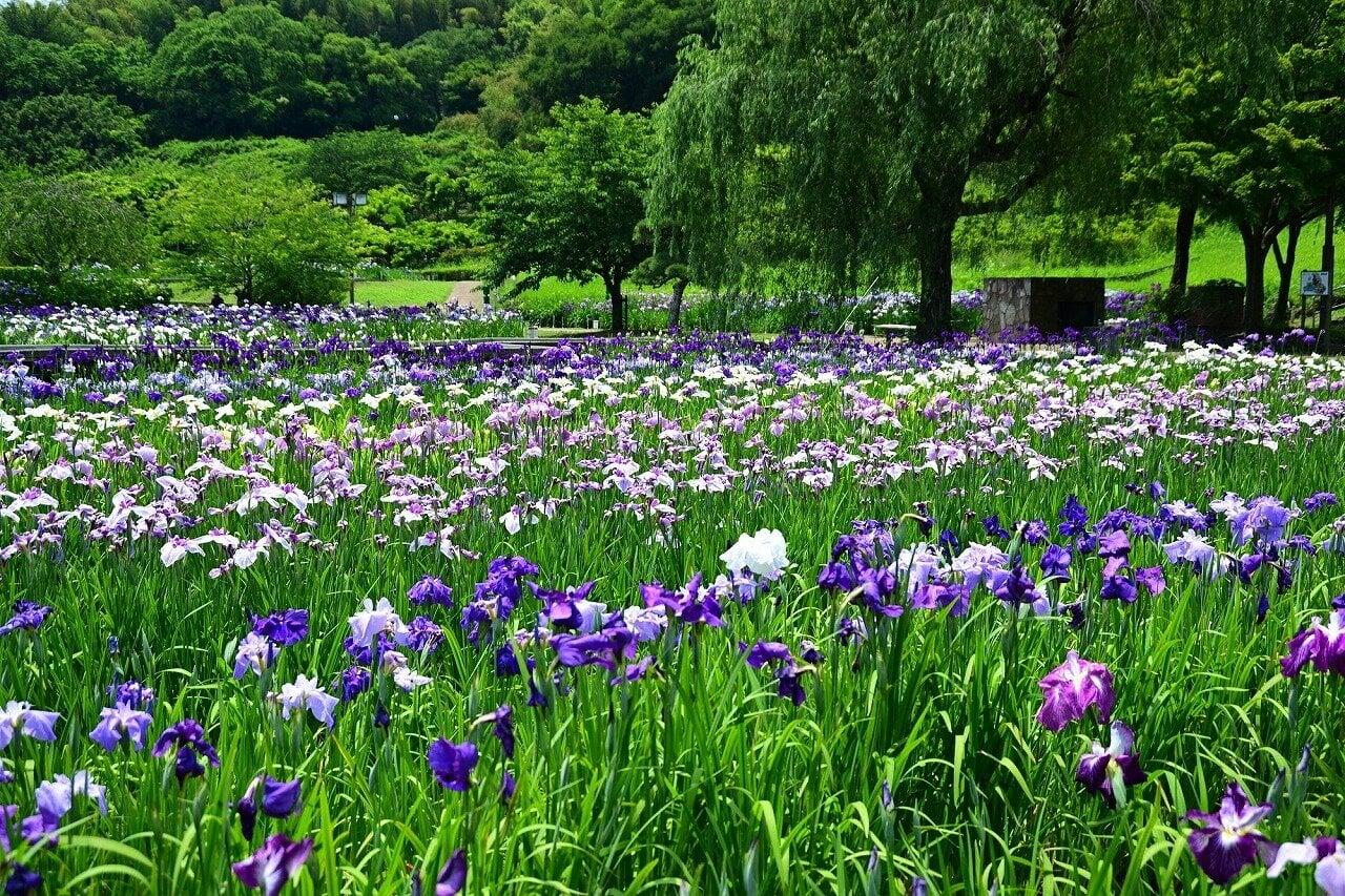 横須賀しょうぶ園の写真