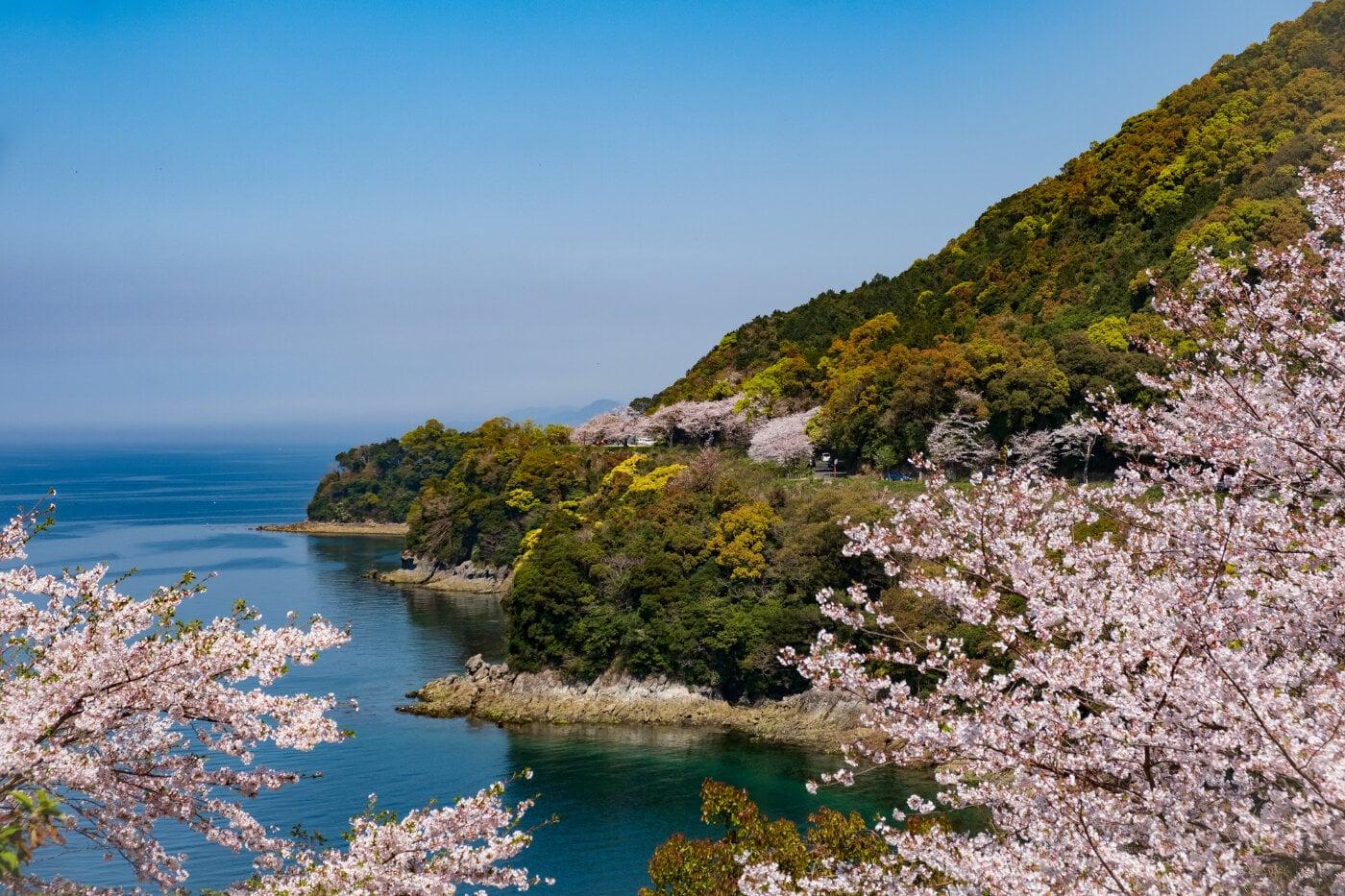 湯の児チェリーラインの写真