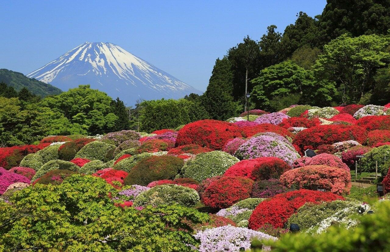 小田急山のホテルの写真