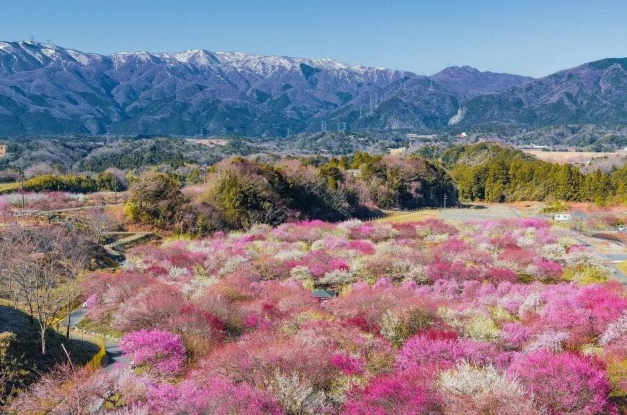 いなべ市梅林公園の写真
