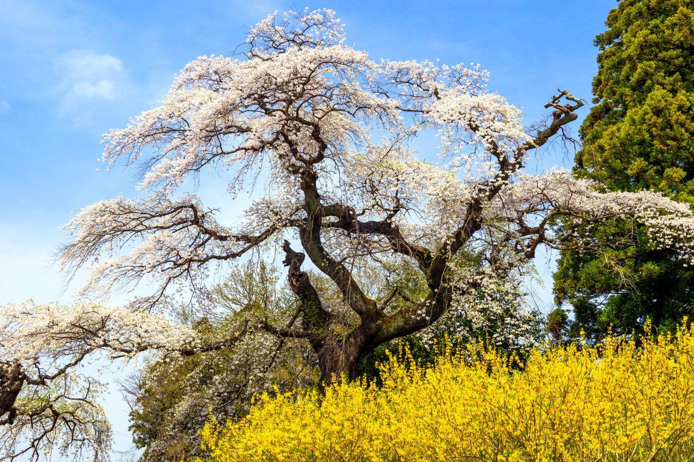 大蔵寺のしだれ桜の写真