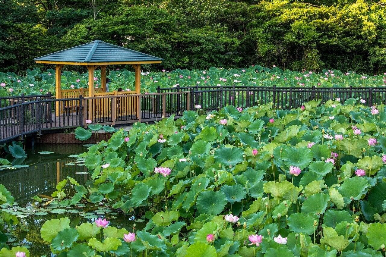 星名池の写真