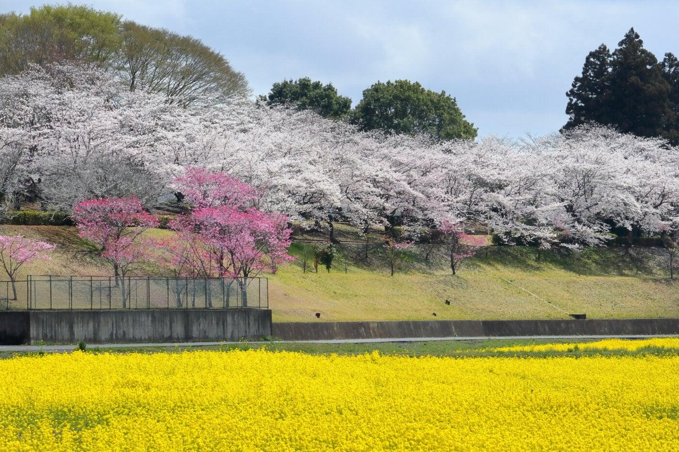 希望ヶ丘公園の写真