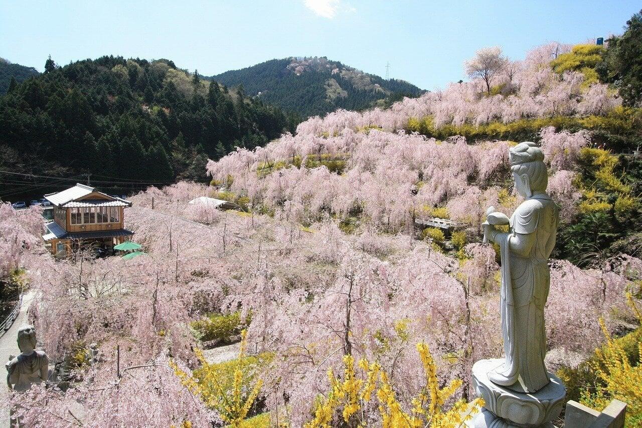 ゆうかの里の写真