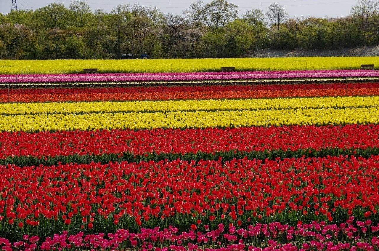 長池憩いの森公園の写真
