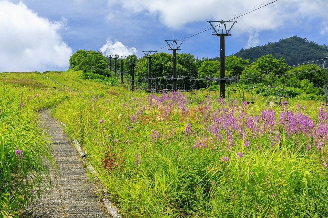 白馬五竜高山植物園の写真