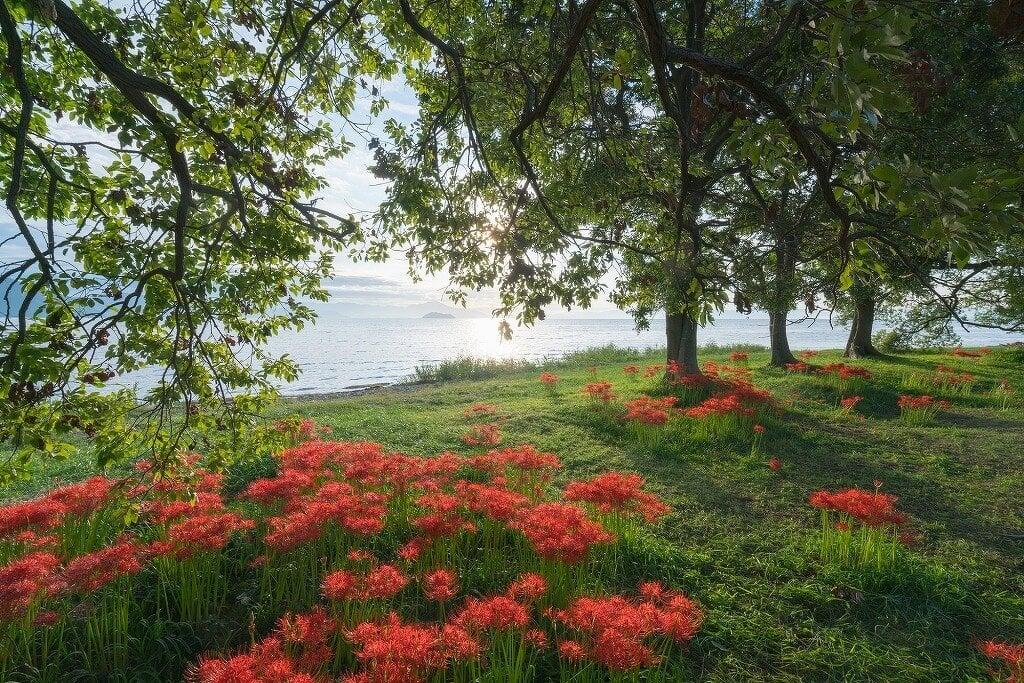桂浜園地の写真