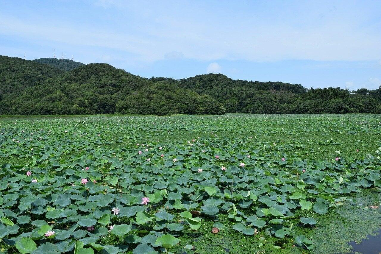 大山上池の写真