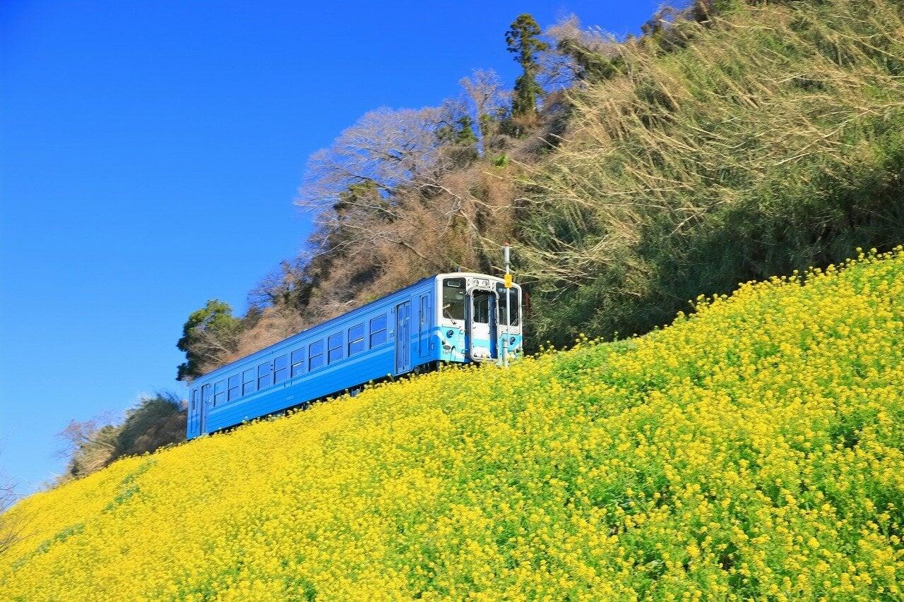 閏住地区菜の花畑の写真