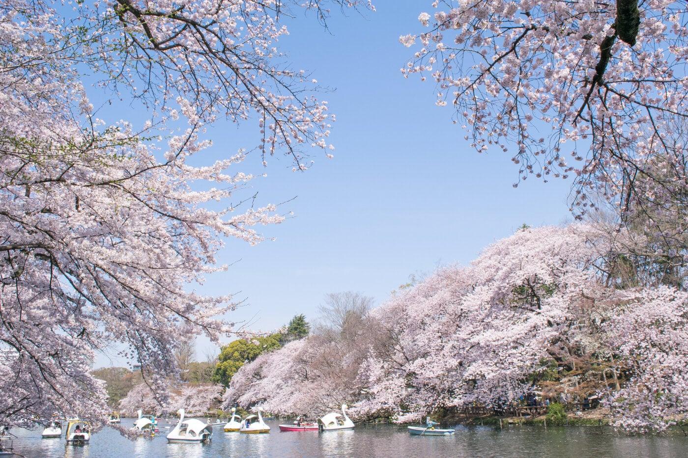 井の頭恩賜公園の写真