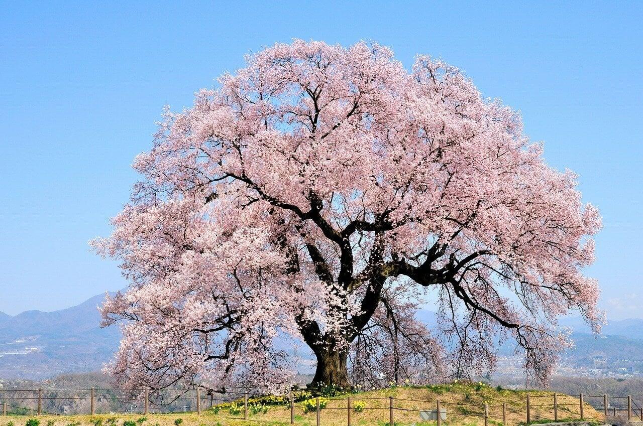 わに塚の桜の写真