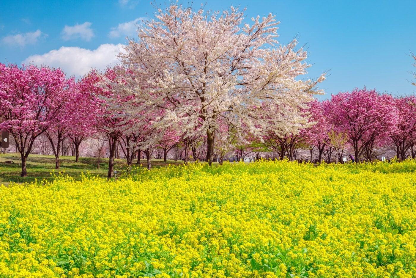みやぎ千本桜の森の写真
