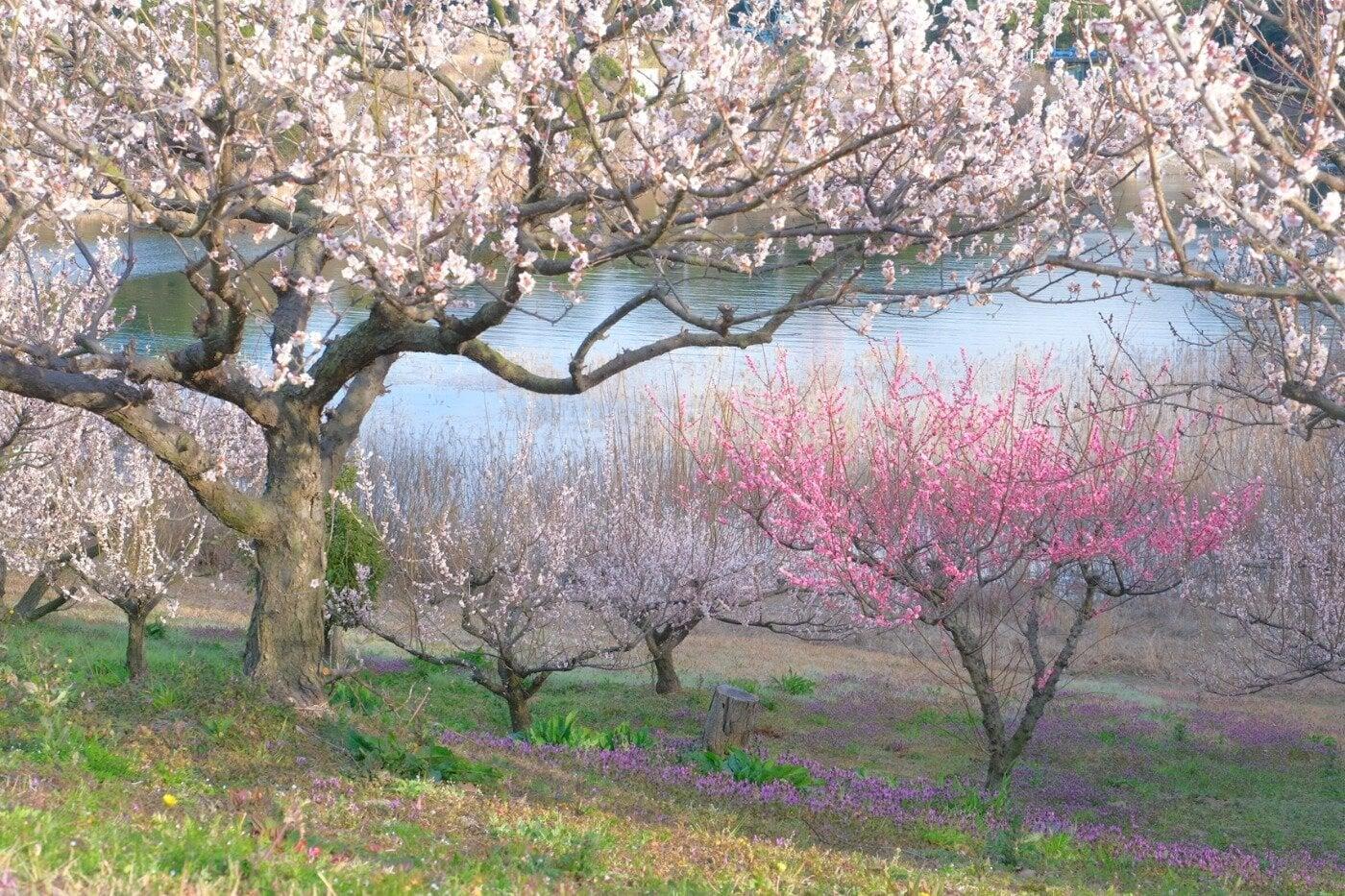 佐布里緑と花のふれあい公園(佐布里池梅林)の写真