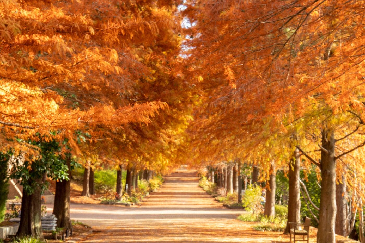 播磨中央公園の写真