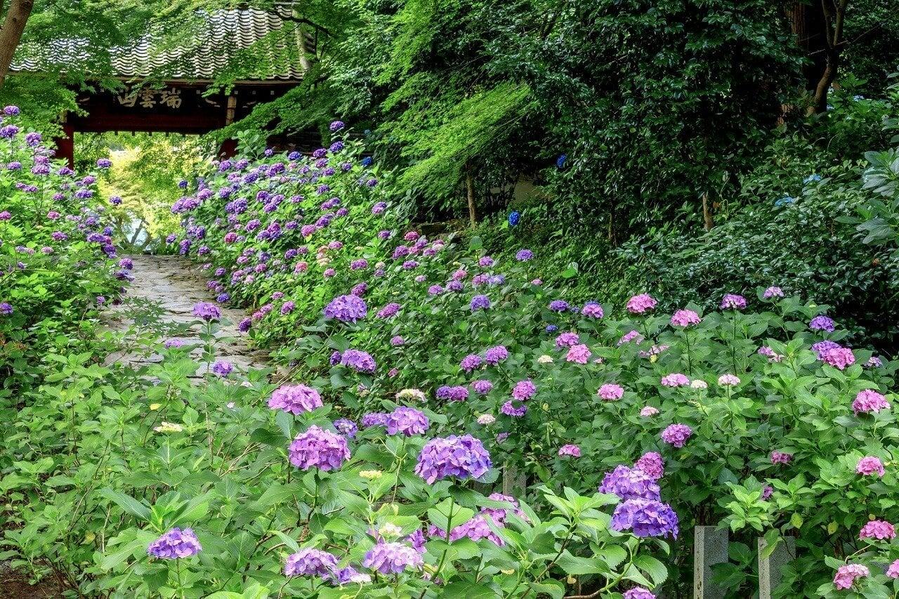瑞雲山本光寺の写真