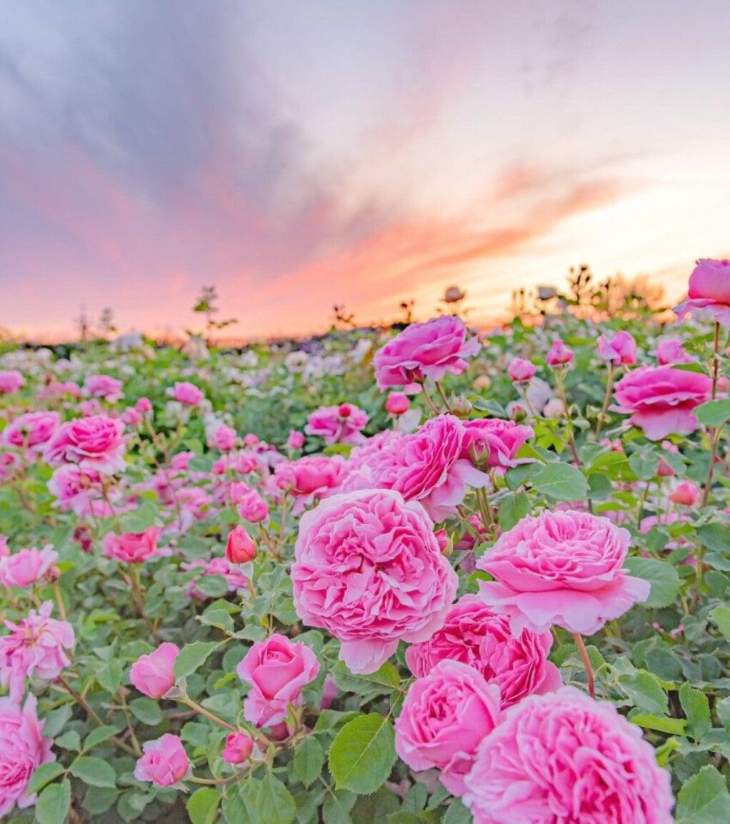 そらの花畑 世羅高原花の森(世羅高原農場)の写真