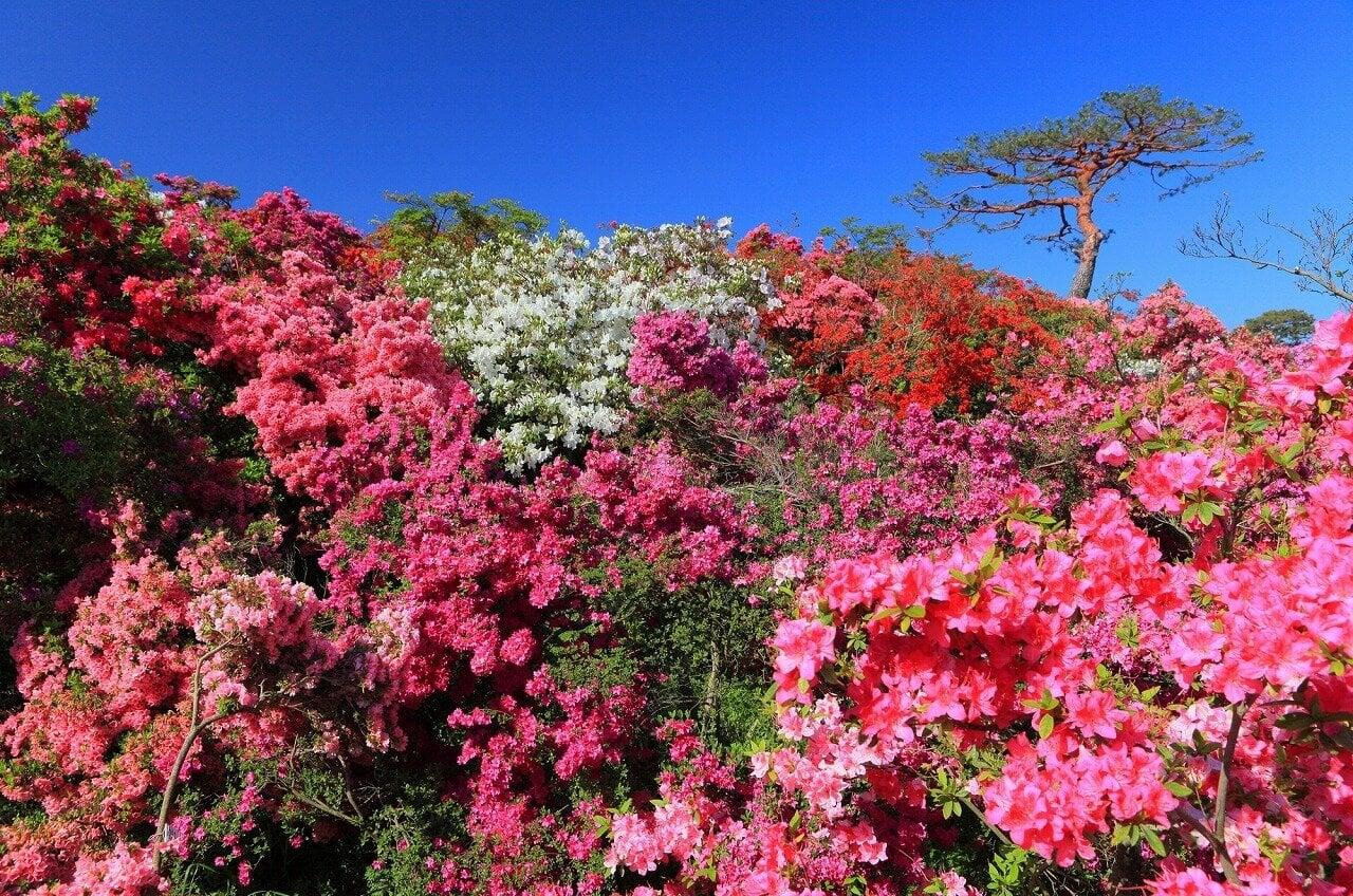 つつじが岡公園(つつじが岡第二公園)の写真