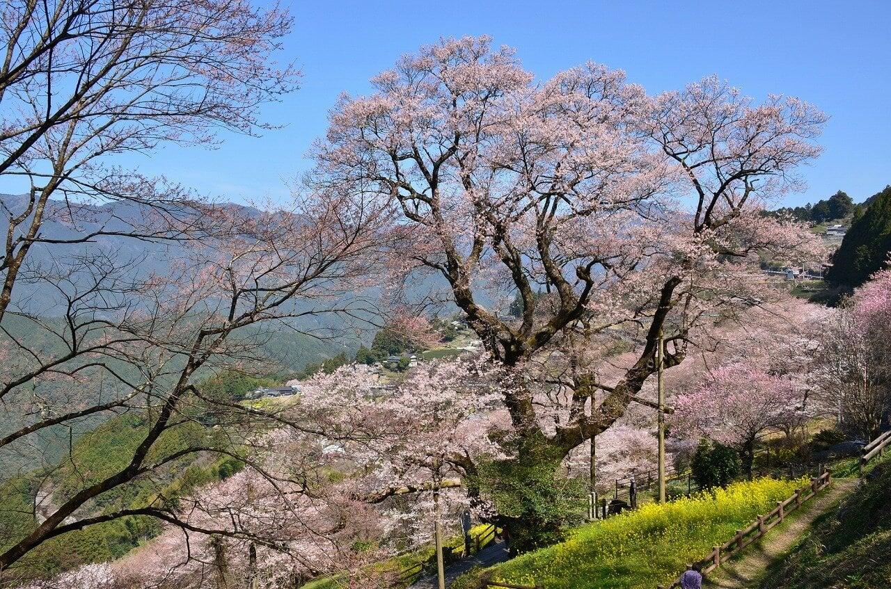 ひょうたん桜の写真