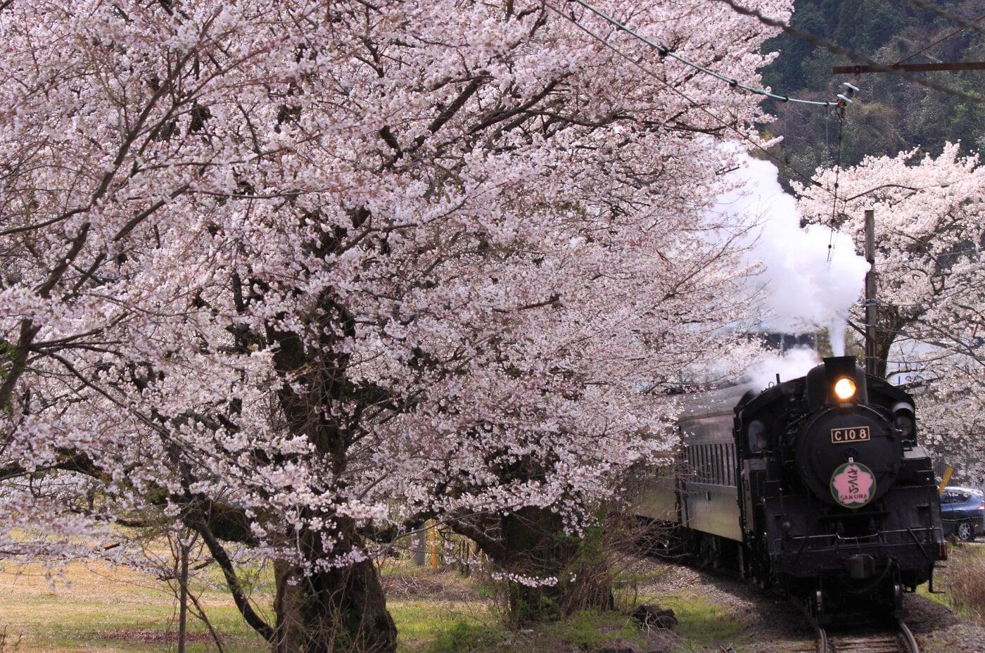 家山の桜トンネルの写真