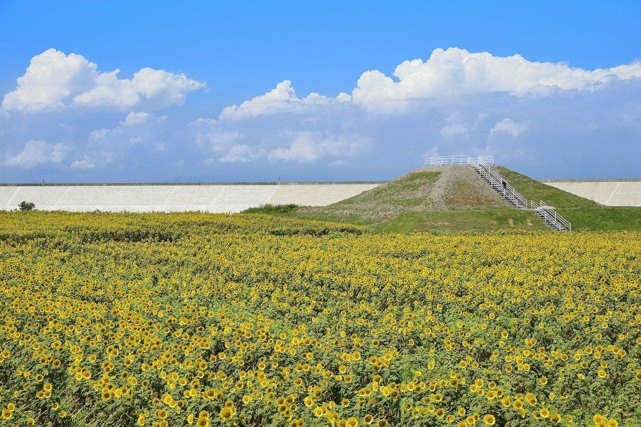 柳川ひまわり園の写真