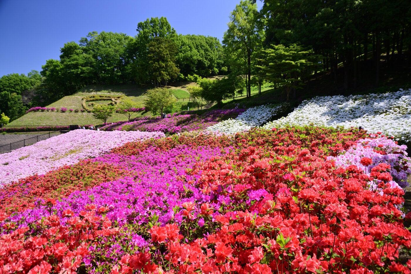あつぎつつじの丘公園(上古沢緑地)の写真