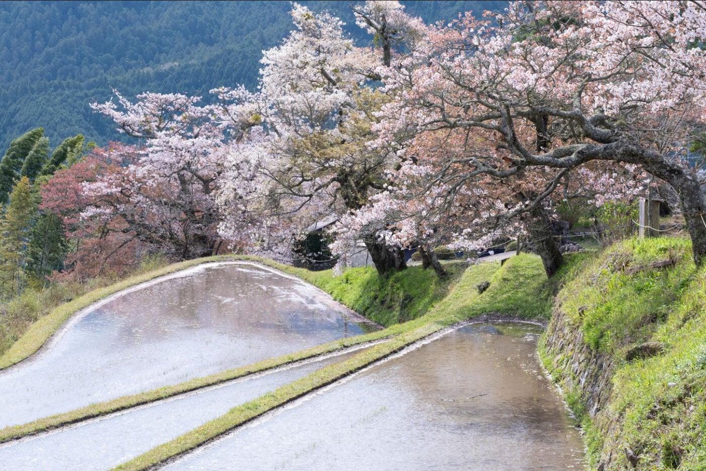 三多気の桜の写真