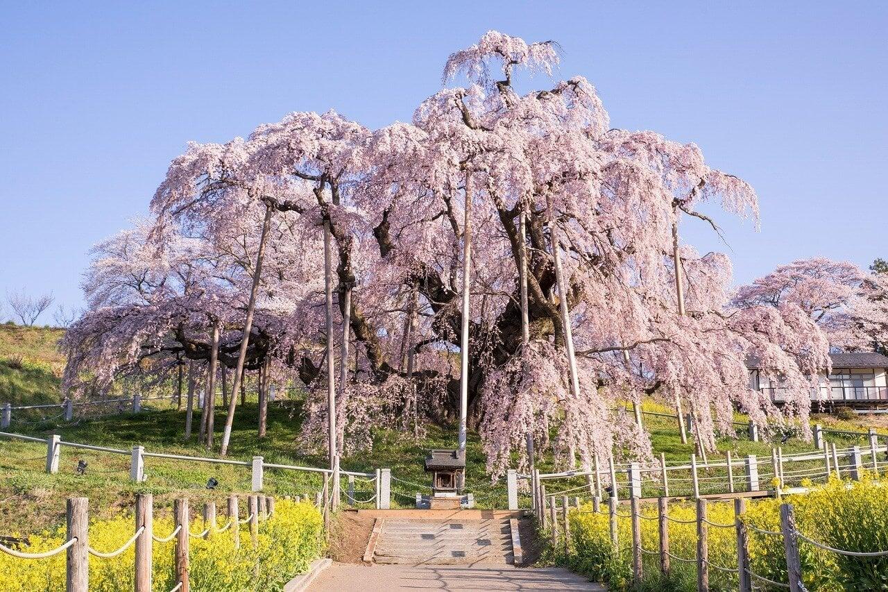 三春滝桜の写真