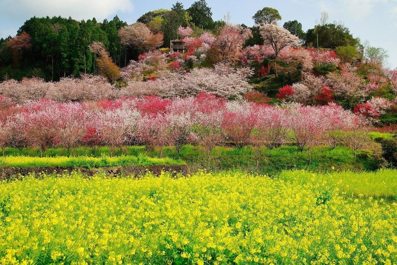 西川花公園の写真