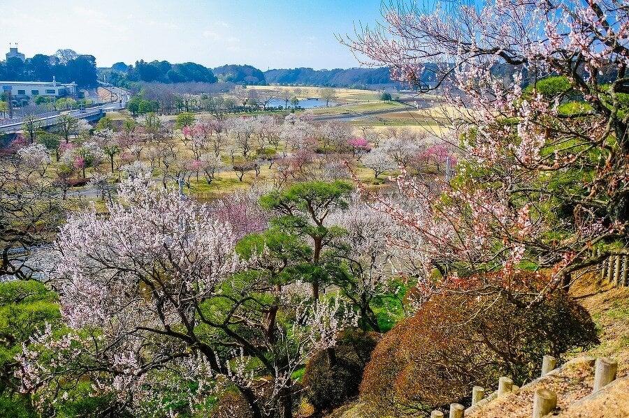 偕楽園の写真