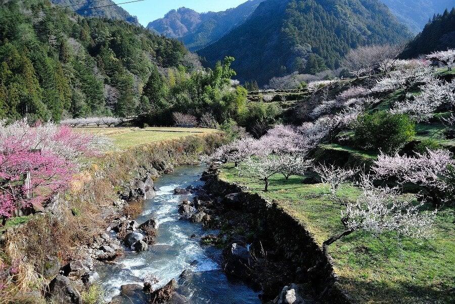 梅の里 川売の写真