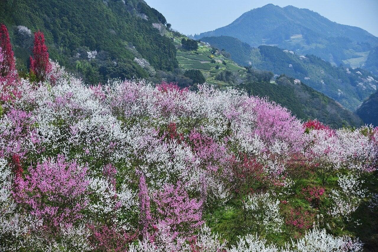 花の里公園の写真